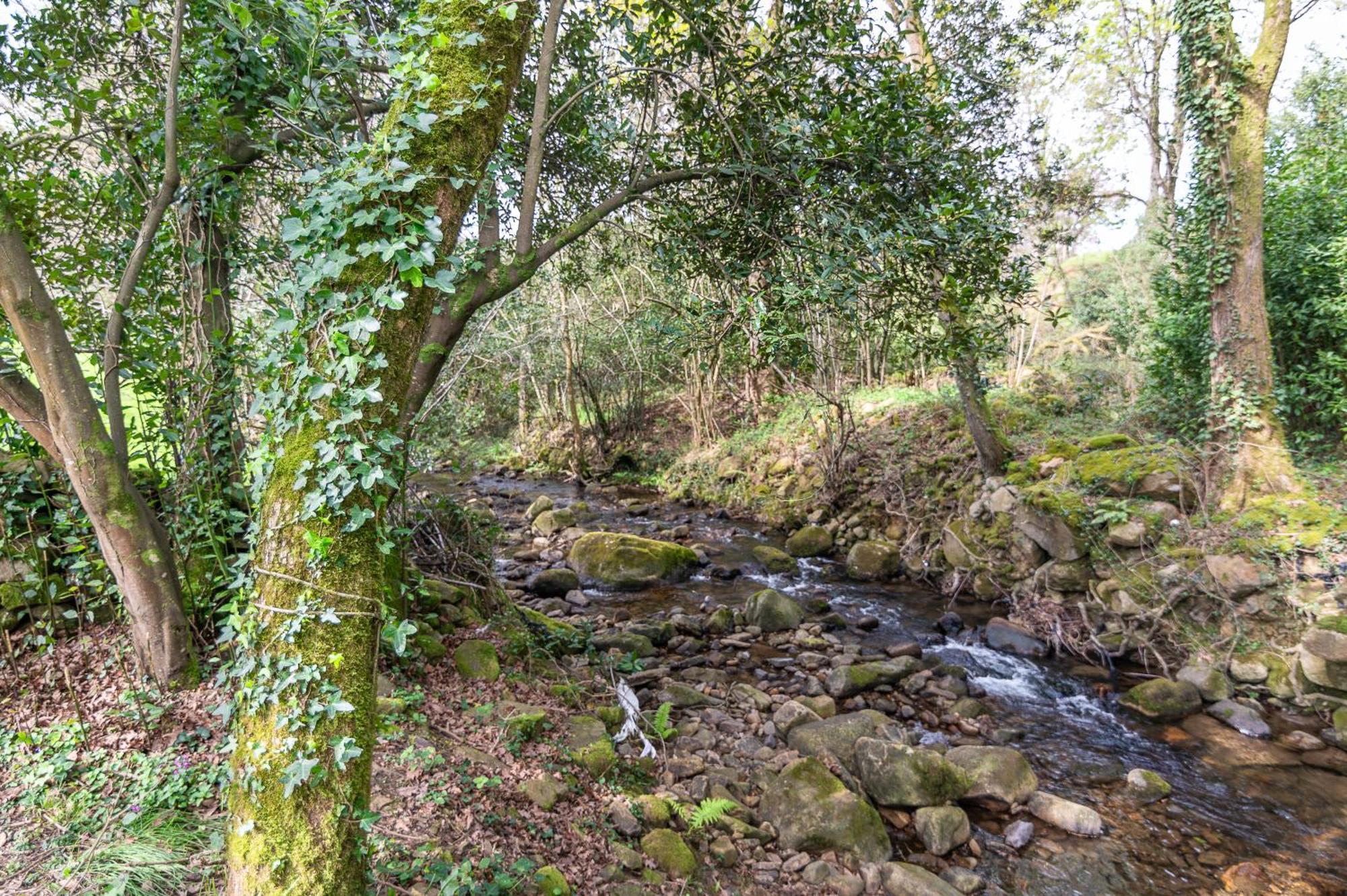 La Del Arroyo Pasiego Selaya